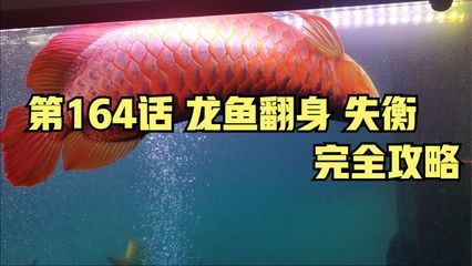 龍魚翻身是什么原因：龍魚翻身可能是由多種因素引起