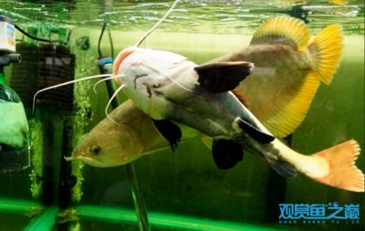 龍魚翻身是什么原因：龍魚翻身可能是由多種因素引起