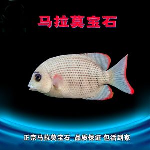 馬拉莫寶石混養(yǎng)龍魚(yú)（如何預(yù)防龍魚(yú)混養(yǎng)打斗）