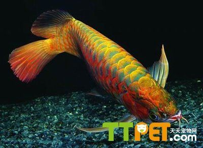 紅龍魚用什么燈照最好【紅龍魚養殖燈光的選擇】