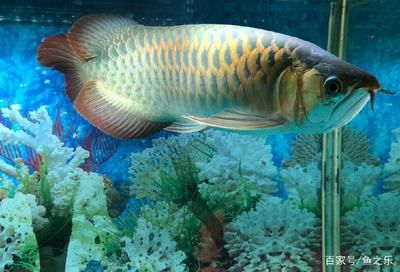 紅龍魚用什么燈照最好【紅龍魚養殖燈光的選擇】