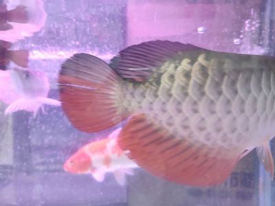 龍魚(yú)去哪里買比較好一點(diǎn)（水族館購(gòu)買龍魚(yú)的注意事項(xiàng)）