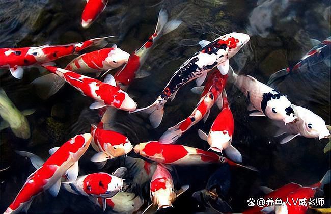 紅龍魚尾巴長白色疙瘩還有毛絲