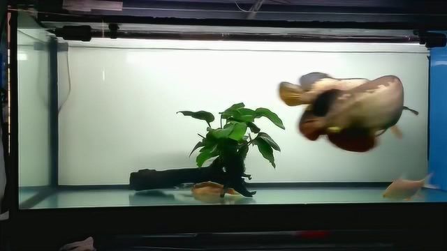 龍魚怎么叫的：關(guān)于龍魚叫聲的一些詳細(xì)信息