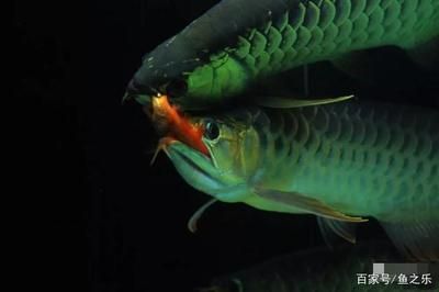 比龍魚霸氣的魚：比龍魚還霸氣的幾種魚種