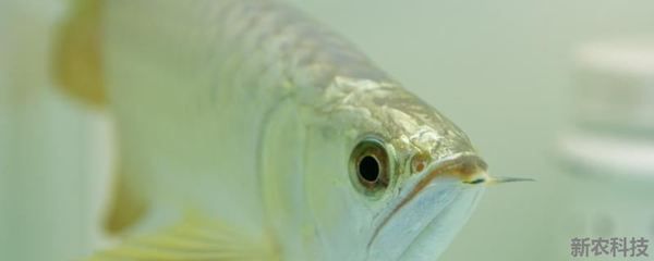 龍魚吃了吐出來再吃會怎么樣嗎：龍魚吃了吐出來再吃會怎么樣？