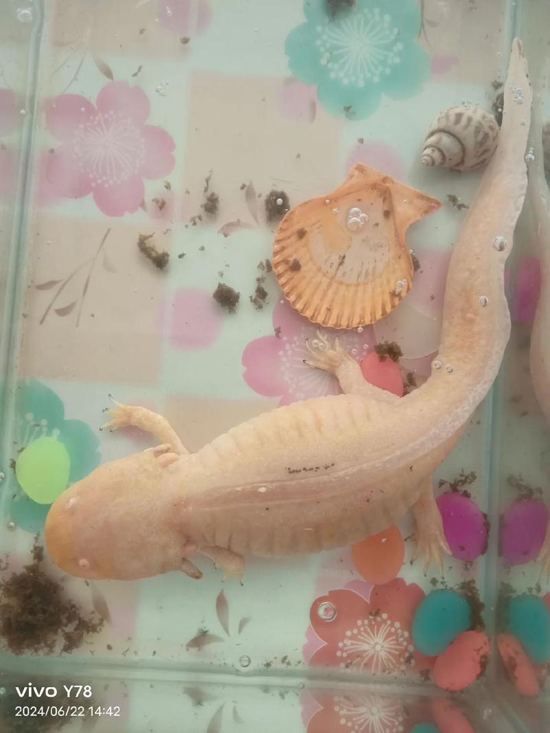 六角恐龍魚要吃什么食物才好