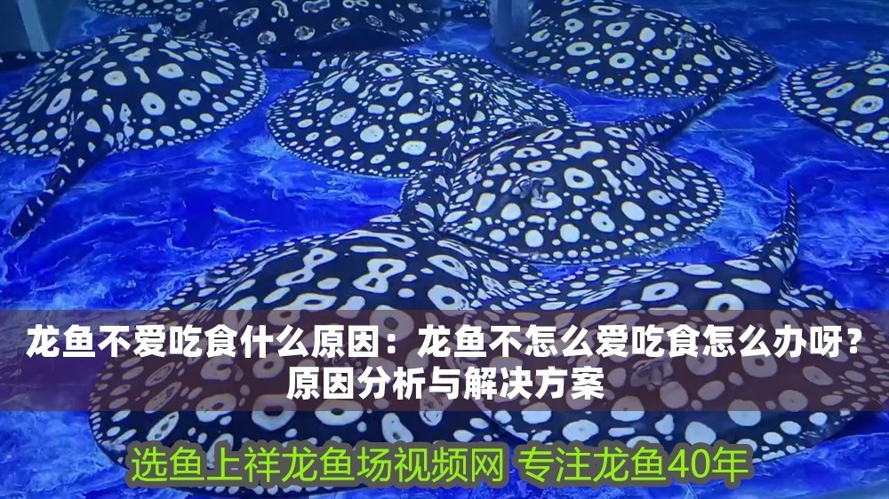 龍魚不愛吃食什么原因:龍魚不怎么愛吃食怎么辦呀?原因分析與解決方案 龍魚百科 第1張 龍魚不愛吃食什么原因:龍魚不怎么愛吃食怎么辦呀?原因分析與解決方案 龍魚不愛吃食什么原因:龍魚不怎么愛吃食怎么辦呀?原因分析與解決方案 龍魚百科 第1張
