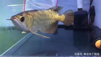 金龍魚鴿子眼是什么意思啊：金龍魚挑選技巧分享
