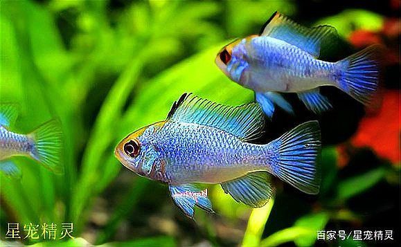 藍玉鳳凰魚,壽命