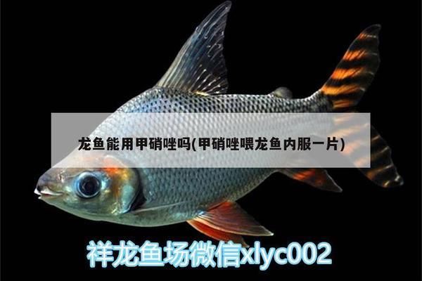 甲硝銼治療龍魚內(nèi)寄：如何治療龍魚內(nèi)寄