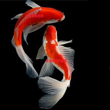 風水魚圖片 風水魚圖片 龍魚百科 第23張