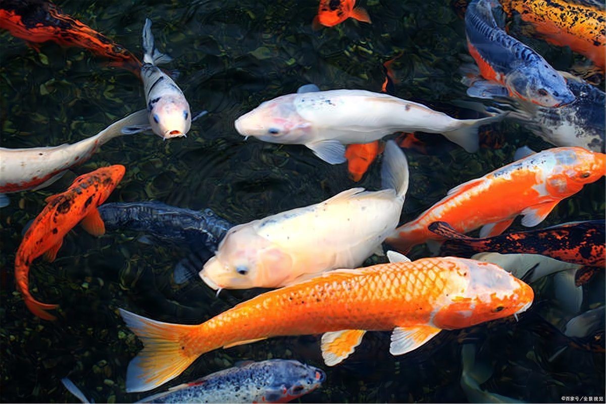 風水魚圖片 風水魚圖片 龍魚百科 第27張