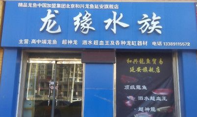 北京和興龍魚在哪里：北京和興龍魚銷售中心