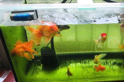 雪龍魚換水溫差控制：觀賞魚換水頻率指南，雪龍魚換水前后注意事項