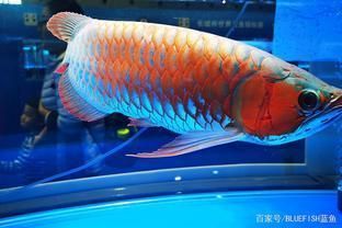 龍魚的特征（如何挑選優(yōu)質(zhì)龍魚）