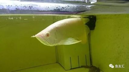 紅眼白子招財龍魚怎么養【紅眼白子招財龍魚養殖指南】