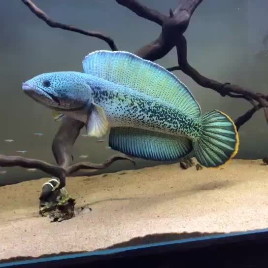 雷龍魚資料大全