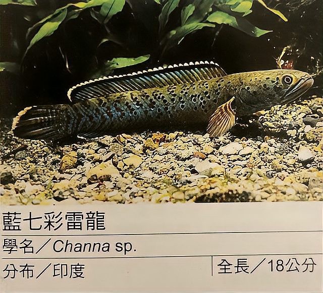 雷龍魚資料大全