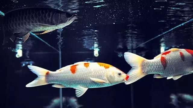 熱帶中型魚和龍魚混養（混養熱帶中型魚和龍魚混養時需要綜合考慮多種因素）