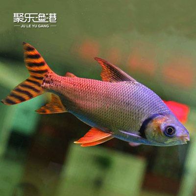 熱帶中型魚和龍魚混養（混養熱帶中型魚和龍魚混養時需要綜合考慮多種因素）
