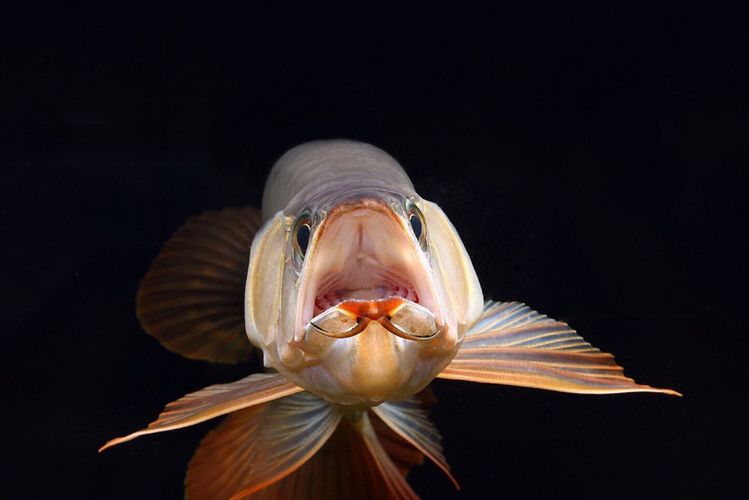 龍魚掉眼什么原因引起的：龍魚掉眼可能由多種因素引起