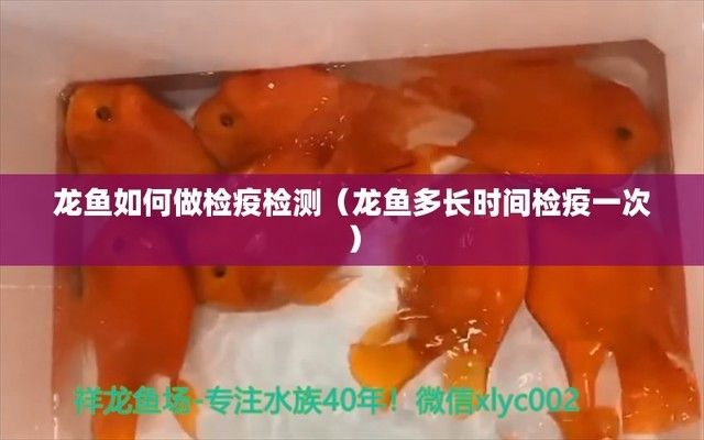 龍魚缸多少度最合適養(yǎng)魚：-龍魚定期檢疫的方法-龍魚定期檢疫方法