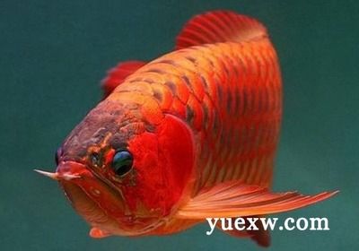 龍魚吃食撞缸會死嗎龍魚吃食撞缸會死嗎為什么：龍魚吃食撞缸會死嗎 龍魚吃食撞缸會死嗎龍魚吃食撞缸會死嗎為什么：龍魚吃食撞缸會死嗎 龍魚百科 第2張