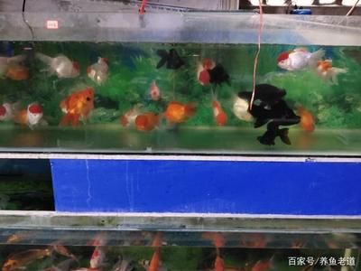 金魚品種及飼養(yǎng)環(huán)境要求：金魚的飼養(yǎng)環(huán)境要求