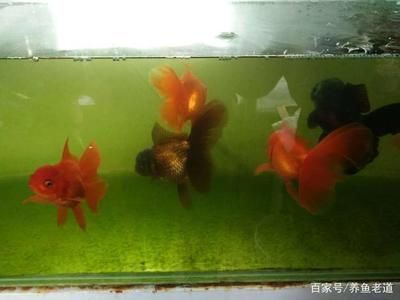 金魚品種及飼養(yǎng)環(huán)境要求：金魚的飼養(yǎng)環(huán)境要求