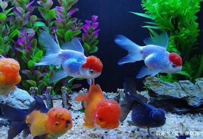 金魚品種及飼養(yǎng)環(huán)境要求：金魚的飼養(yǎng)環(huán)境要求