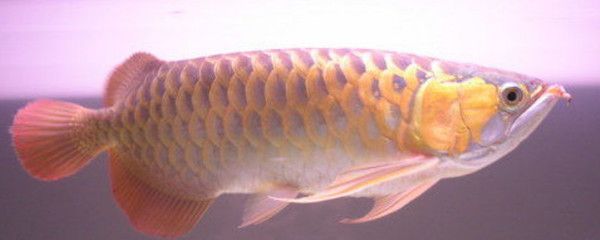 金龍魚打包不加氧氣行嗎：金龍魚在打包時不加氧氣行嗎