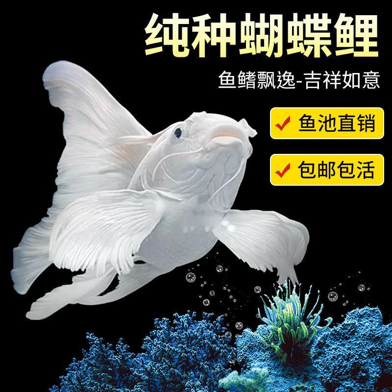 超血紅龍魚價格