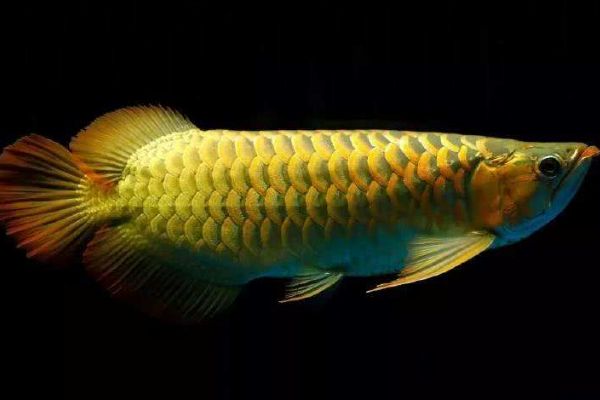 50公分的龍魚(yú)一天喂幾次（50公分的龍魚(yú)一天吃多少）