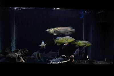 龍魚配虎魚的寓意和象征是什么：龍魚虎魚混養的市場價值