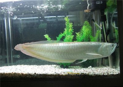 60公分的銀龍魚多少錢（60公分的銀龍魚價(jià)格大概在300到500元之間）