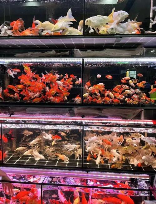 天津龍魚批發市場周三晚上幾點關門啊圖片