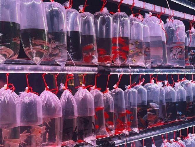 天津龍魚批發市場周三晚上幾點關門啊圖片