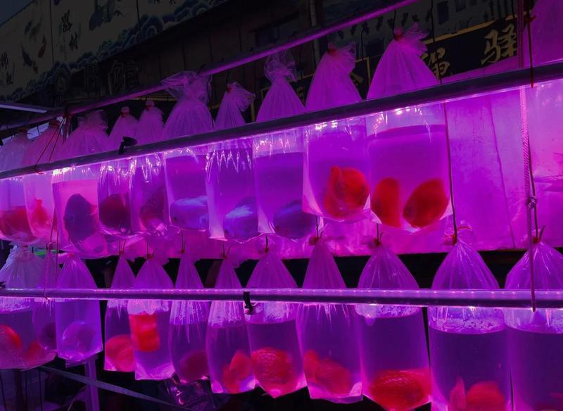 天津龍魚批發市場周三晚上幾點關門啊圖片