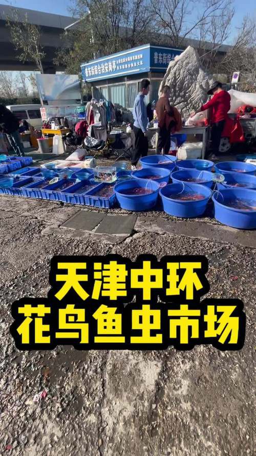 天津龍魚批發市場周三晚上幾點關門啊圖片