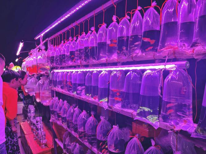 天津龍魚批發市場周三晚上幾點關門啊圖片