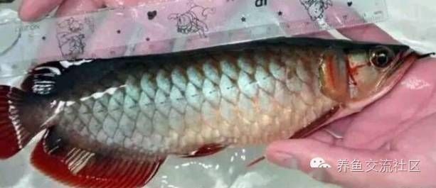 龍魚怎么分辨顏色深淺呢（分辨龍魚顏色的深淺可以通過觀察龍魚的鱗片、鰓蓋、鰭等部位來進行）