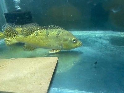 龍魚的配魚是哪個魚（適合與龍魚混養的幾種配魚）