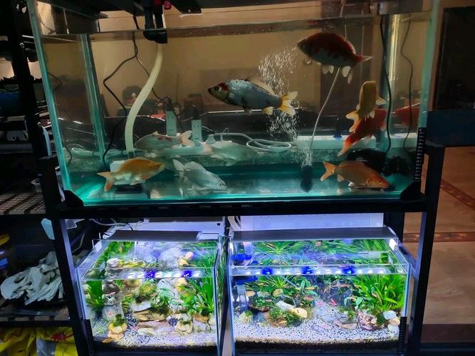 銀龍魚的飼養方法圖解