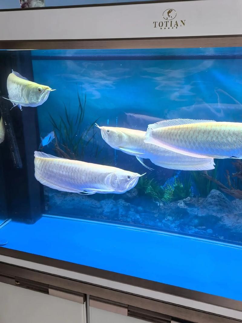 銀龍魚的飼養方法圖解