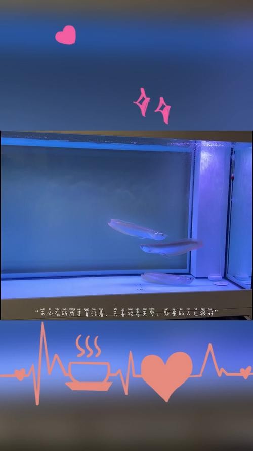 銀龍魚的飼養方法圖解