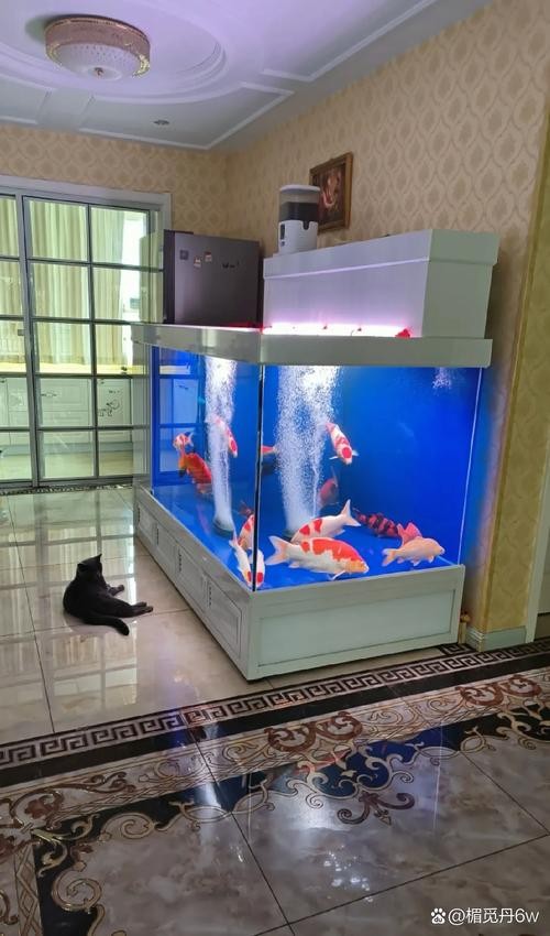 銀龍魚的飼養方法圖解