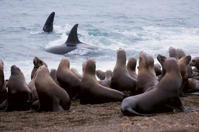 白玉紅龍魚多久發色好看：白玉紅龍魚多久發色好？全面解析發色時間與影響因素