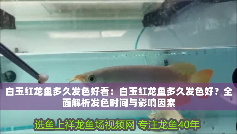 <strong><mark>白玉</mark></strong>紅龍魚多久發色好看：<strong><mark>白玉</mark></strong>紅龍魚多久發色好？全面解析發色時間與影響因素