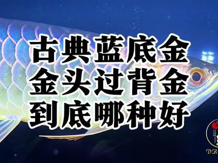金龍魚鑒賞要點(diǎn)